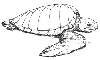 Free Turtle Clipart