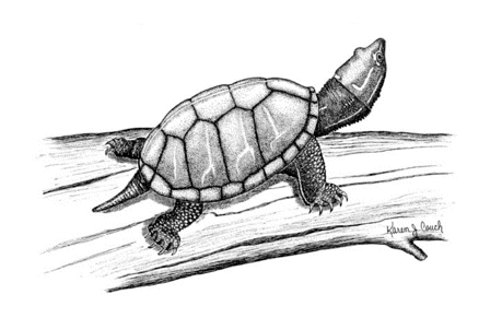 Free Black and White Turtle Clipart