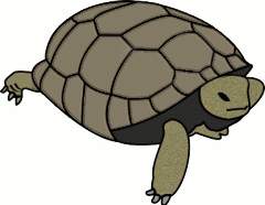 Free Turtle Clipart