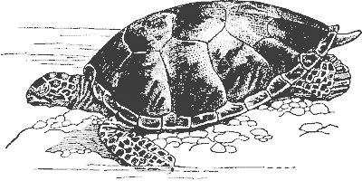 Free Black and White Turtle Clipart