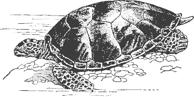 Free Turtle Clipart