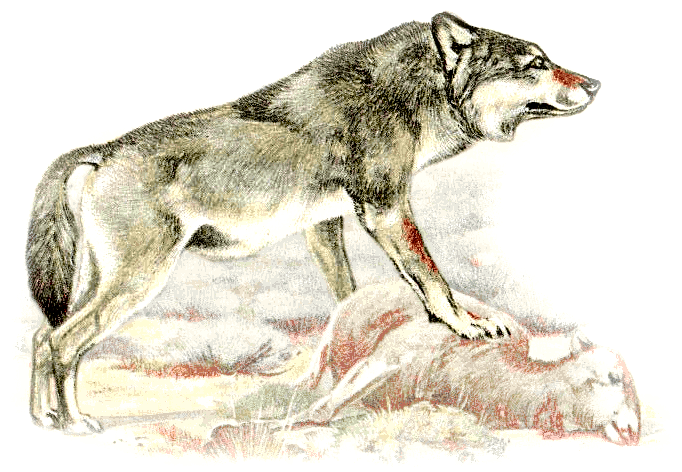 Free Wolf Clipart