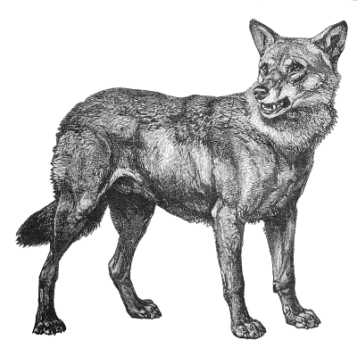 Free Wolf Clipart