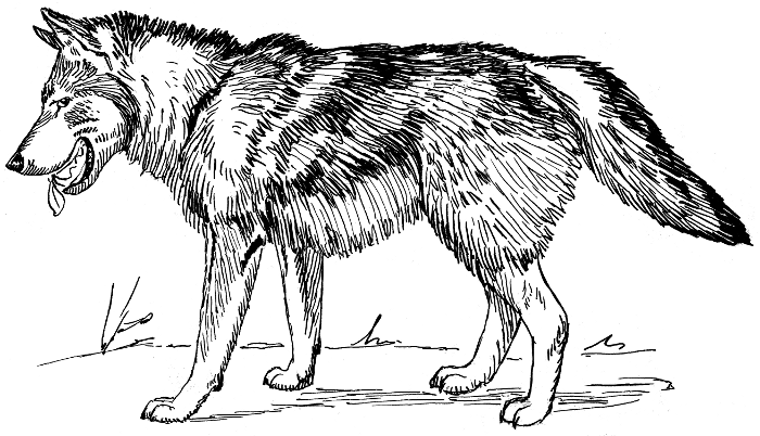 Free Wolf Clipart