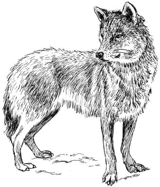 Free Black and White Wolf Clipart