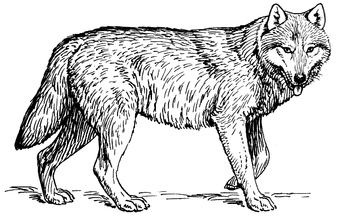 Free Black and White Wolf Clipart