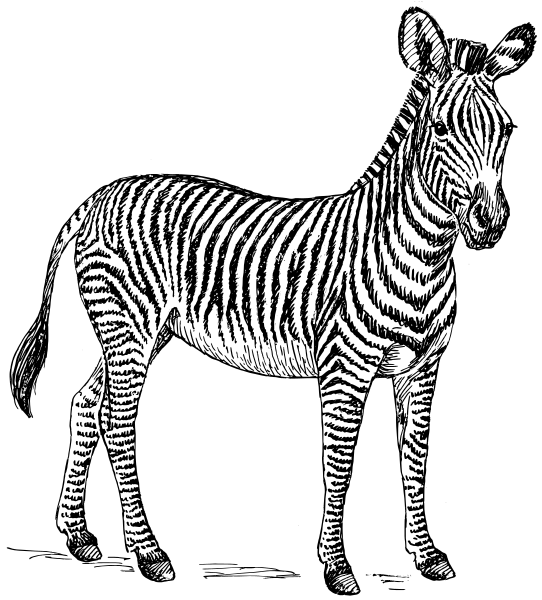 Free Zebra Clipart