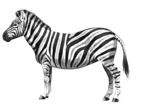 Free Black and White Zebra Clipart