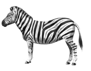 Free Zebra Clipart