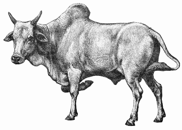 Free Zebu Clipart