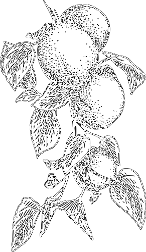 Free Apricot Clipart