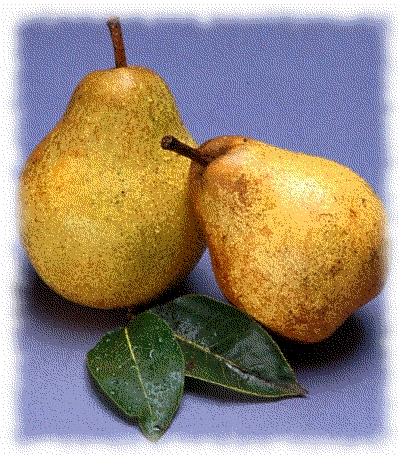 Free Pear Clipart