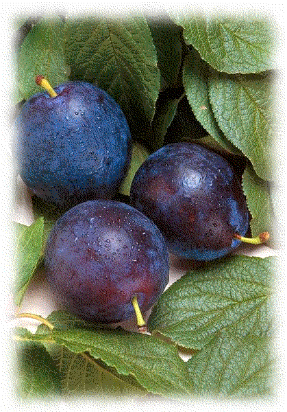 Free Plum Clipart