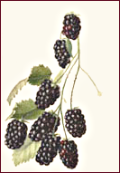 Free Berry Clipart