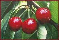 Free Cherry Clipart