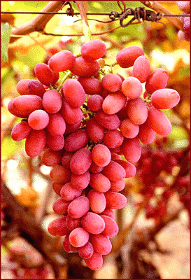 Free Grape Clipart