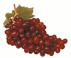 Free Grape Clipart