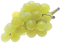 Free Grape Clipart