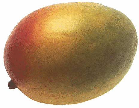 Free Mango Clipart