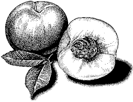 Free Fruit Clipart