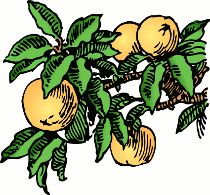 Free Peach Clipart