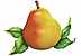 Free Pear Clipart