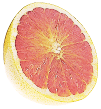 Free Grapefruit Clipart