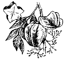 Free Starfruit Clipart