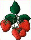 Free Berry Clipart