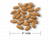 Free Nuts Clipart