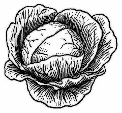 Free Cabbage Clipart