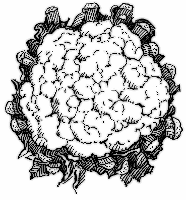 Free Cauliflower Clipart