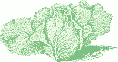 Free Cabbage Clipart