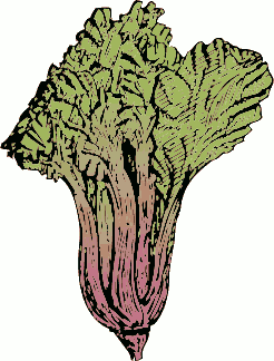 Free Swiss Chard Clipart