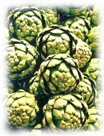 Free Artichoke Clipart