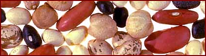 Free Dried Beans Clipart