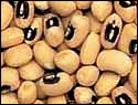 Free Dried Beans Clipart