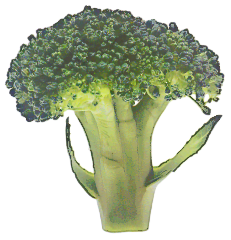 Free Broccoli Clipart