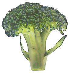 Free Vegetable Clipart