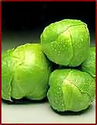 Free Brussels Sprout Clipart