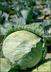 Free Cabbage Clipart