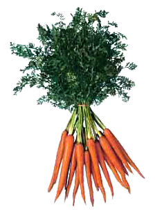 Free Carrot Clipart