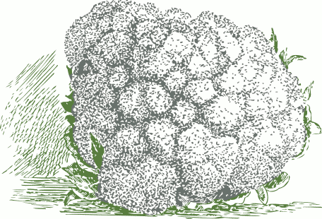 Free Cauliflower Clipart