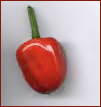 Free Chili Pepper Clipart