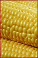 Free Sweet Corn Clipart