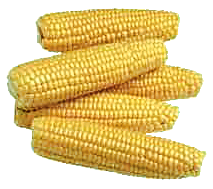 Free Sweet Corn Clipart