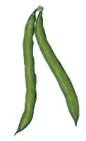 Free Fresh Beans Clipart