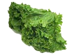 Free Lettuce Clipart