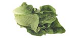 Free Lettuce Clipart