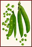 Free Vegetable Clipart